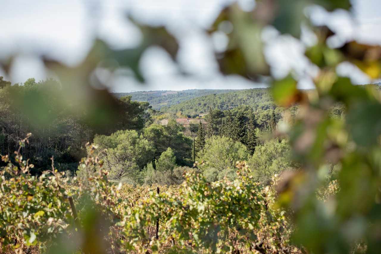 DOMAINE CHATEAU FONTANCHE - DOMAINES GILLES CANTONS - VIGNERONS DES SCHISTES